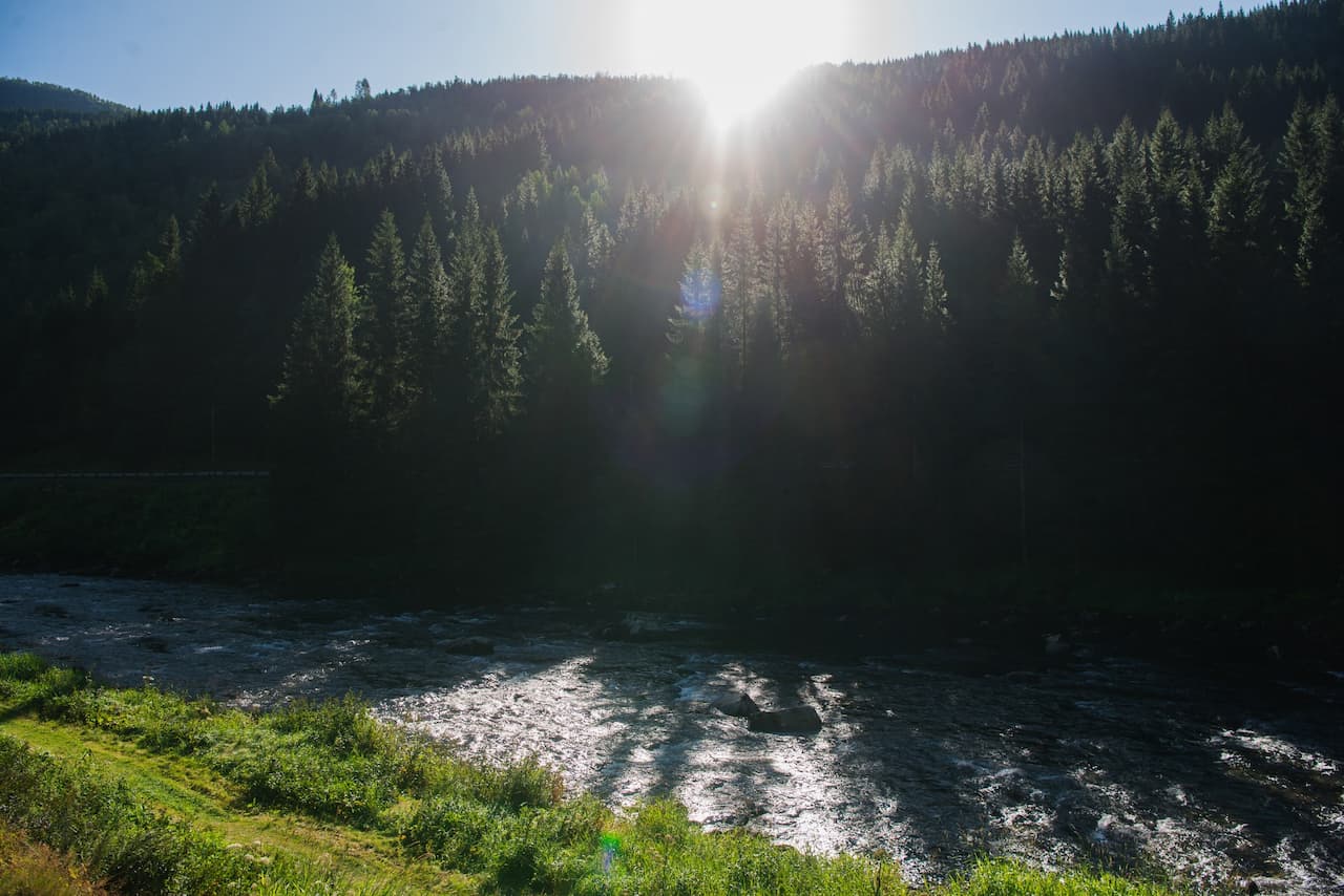 Reforestation and afforestation in Northern Europe