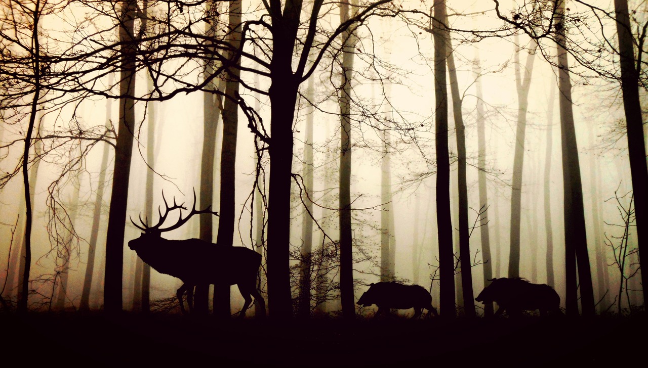 Environmental organizations