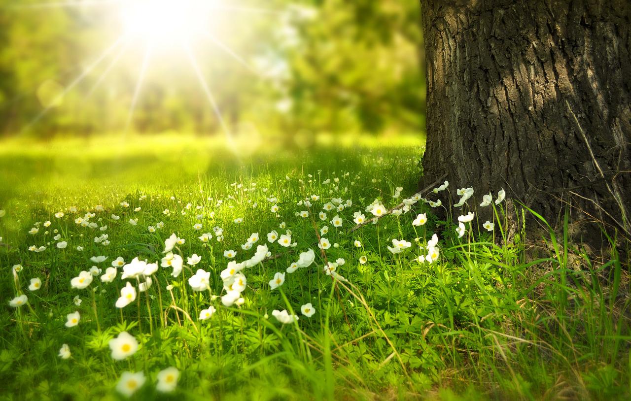 Protecting the environment: Five priorities for Europe