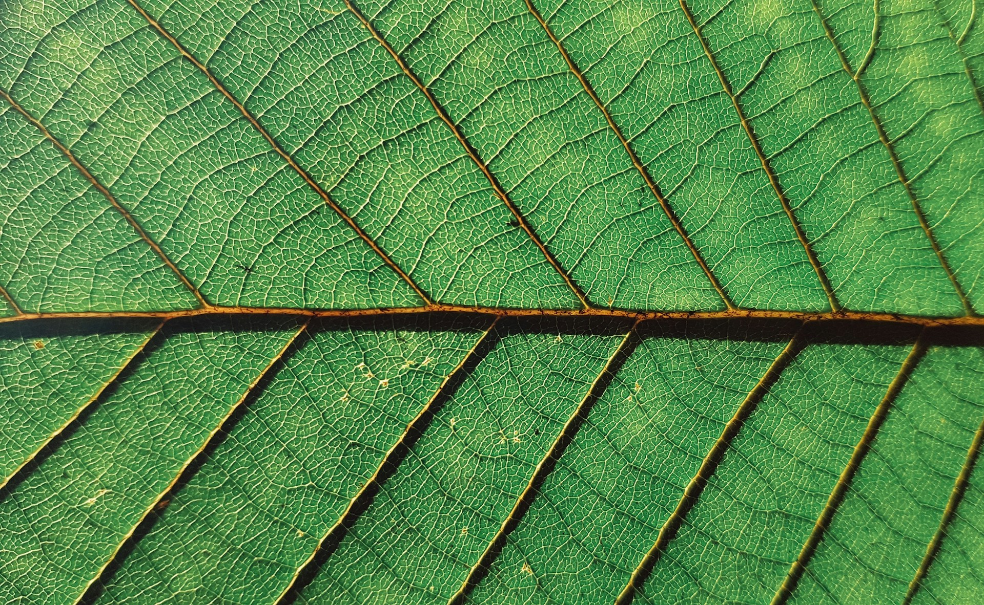 The Green Shift in Sweepstakes Gaming: How Modern Platforms Are Slashing Their Carbon Footprint